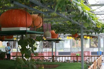 感受知青激情歲月，助力鄉村振興——省第九屆全民健身運動會氣排球活動走進蘭陵